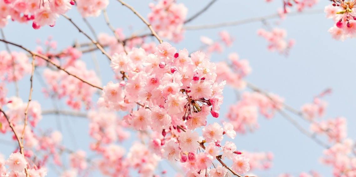 Primavera perfecta con tus audífonos de Modalent